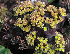 Очиток Yellow xenox, C2