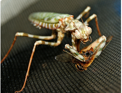 Богомол малый дьявольский цветок (Blepharopsis mendica)