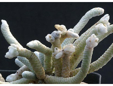Drugie Sukkulenty Semena Other Succulents Seeds Avoniya Avonia