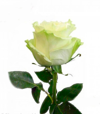 Розы Мондиаль Белые (до 80 см) Эквадор
