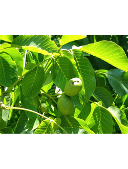 Грецких орех