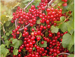 Смородина красная Натали, C5