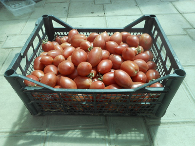 Томат Колокола России