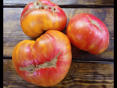 Томат Холли 12 (Holly’s 12)