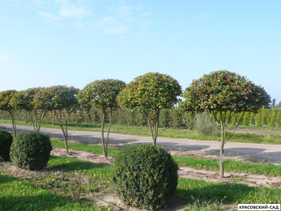 Ниваки - Бонсай садовый Боярышник сливолистный