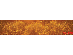 SP-170  Глянцевая стеновая панель ALBICO  2800*610*6мм.