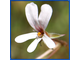 Pelargonium elongatum