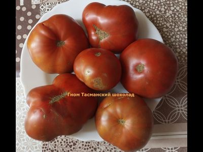 Томат Гном Тасманский шоколад (Dwarf Tasmanian Chocolate)