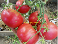 Томат Сызранская розовая помидора