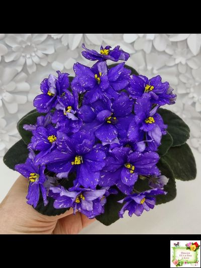 Н-Млечный Путь (Н. Бердникова)