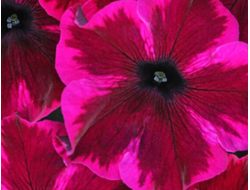 А20 Петуния Crazytunia Cosmic Purple укорененный черенок