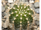 Echinopsis ‘Competitor's Tears’ x ‘Doris’ (D=20-25mm)