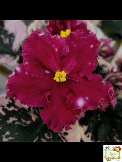 Rivermist Zeeva (J. Baker) (лист с детками укоренённый)