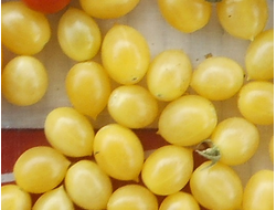 Томат Сумасшедшие вишни Барри (Barry's crazy cherry)