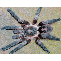 Avicularia rickwesti