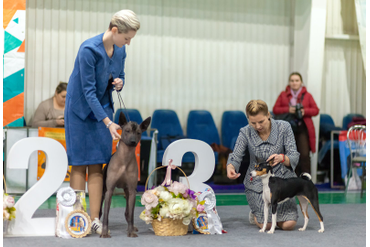 5 Группа FCI / BEST IN GROUP 5 FCI:  2 место КСОЛОИТЦКУИНТЛИ (МЕКСИКАНСКАЯ ГОЛАЯ СОБАКА) СТАНДАРТНАЯ - ZINDAR,   3 место БАСЕНДЖИ- ЖАСМИН МОЯ ЛЕГЕНДА