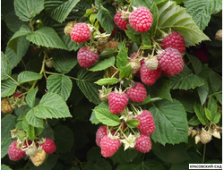 Малина Глория