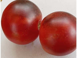 Томат Гондвана роза (Dwarf Gondwana Rose)