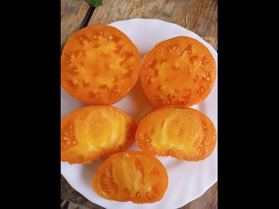 Томат Летний сидр (Summer Cider, США)