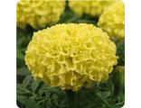 Бархатцы крупноцветковые Taishan yellow