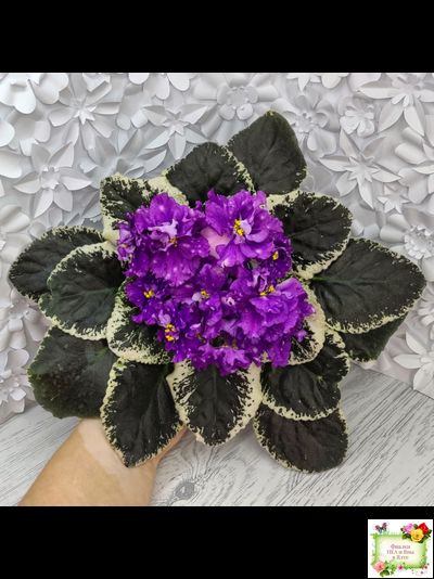 ВаТ-Шоколадное Настроение (Т. Валькова) 2019 г.