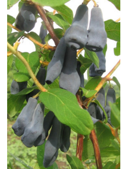 Жимолость  Дочь Великана