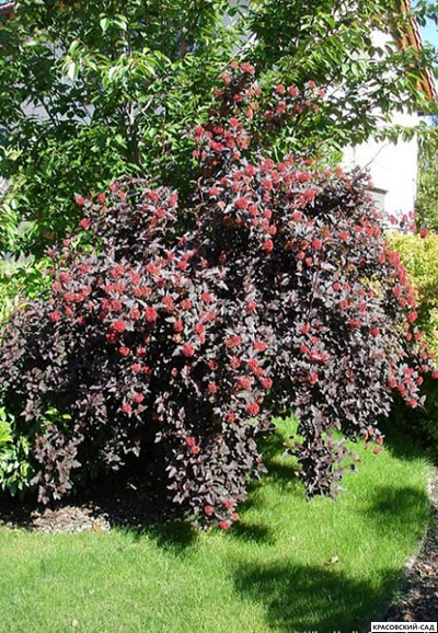 Пузыреплодник калинолистный Дьябло купить в красовский-сад.рф с доставкой по Москве и МО