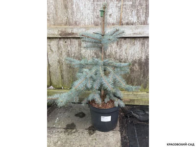 Ель Спек - Spek