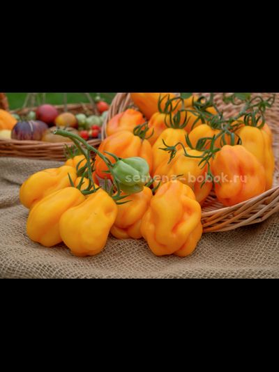 Томат Drapee (Драпированный), 10 шт