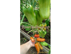 Томат Банан пестрый