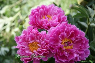 Paeonia Pink Kisses