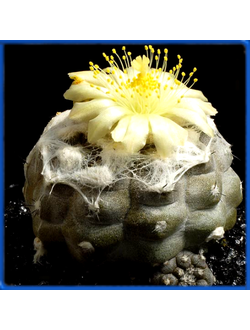 Copiapoa barquitensis WM 030