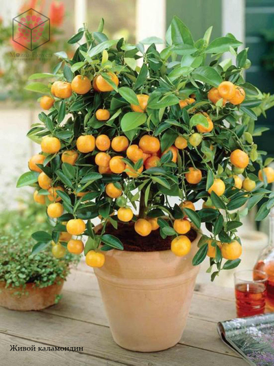 Молд "Каламондины"