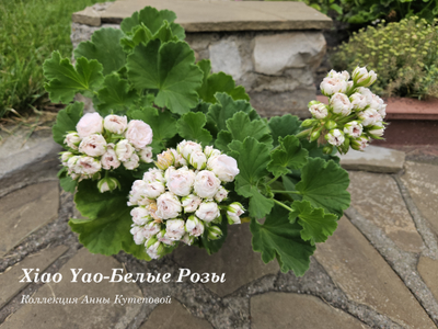 Пеларгония Xiao-Yao - Белые Розы