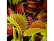 Dionaea muscipula B-52