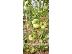 Томат Персики и крем (Peaches and Cream)