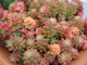 Sedum Rubrotinctum Aurora