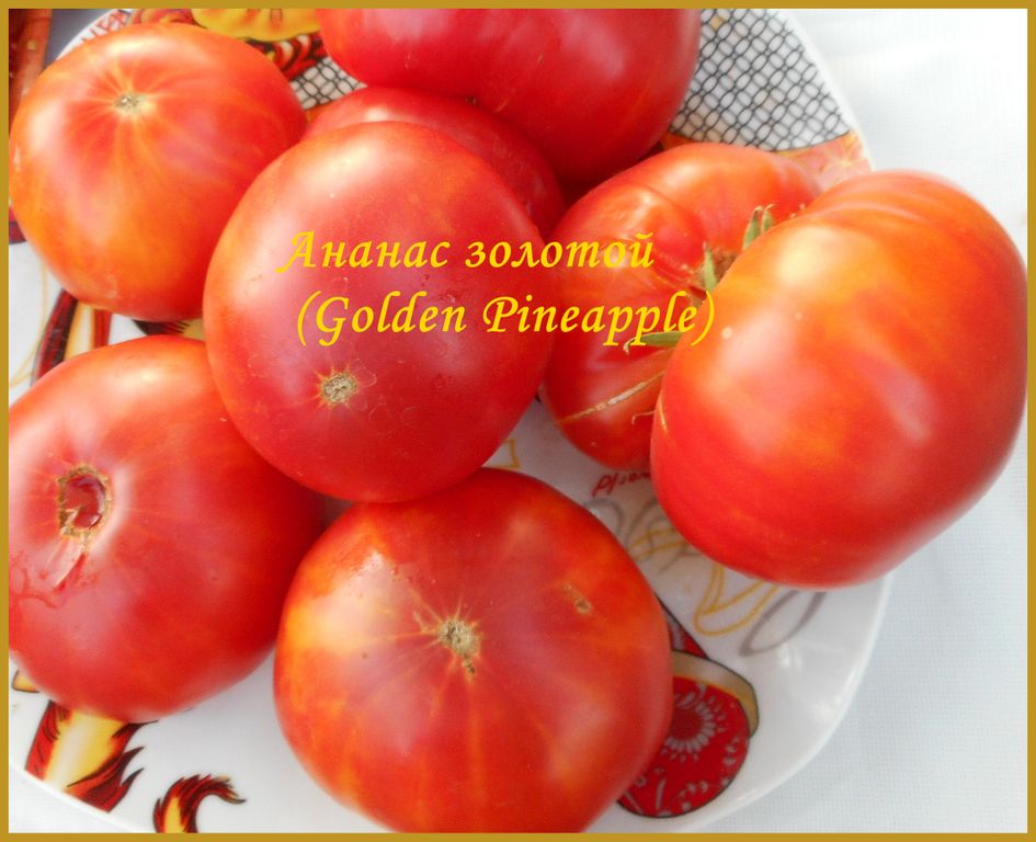 Томат Золотой ананас (Golden Pineapple) - Томатный мир