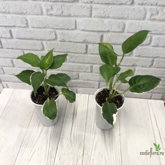 Диффенбахия ‘Кул Бьюти’ / Dieffenbachia 'Cool Beauty'