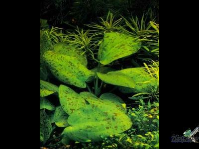 Эхинодорус Шлютера Леопард (пластиковый горшок)