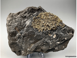 Пирит, плашка на породе, мергелистой глине. Россия.160*120*30мм