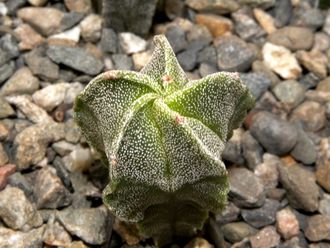 Astrophytum myriostigma v.tulense (D=25-30mm H=40-50mm)