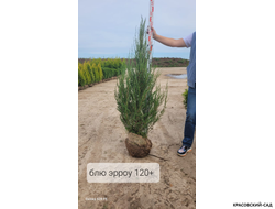 Можжевельник Блю Эрроу - Blue Arrow