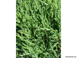 Можжевельник Блю Спаркл - Blue Sparkle