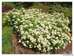 Спирея Альбифлора - Albiflora