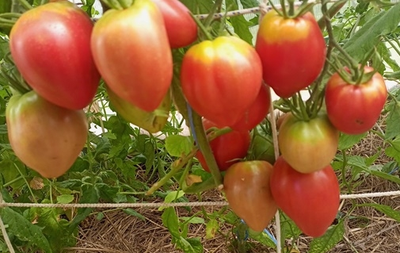 Томат Яйцо Быка с реки Гуадаррама (Huevo Toro Del Rio Guadarrama)