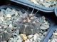 Gymnocalycium spegazzinii TOG 6 (D=15-20 мм)