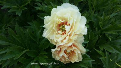 Пион Callies Memory(Келлис Мемори)