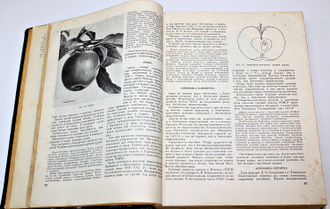 Сорта плодовых и ягодных культур. Под общей редакцией А.Н.Веньяминова. М.: Сельхозгиз. 1953г.
