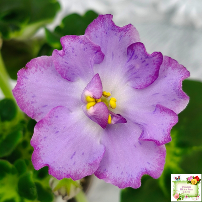 АВ-Девочка с Севера (Фиалковод) 2021 г. (лист посажен 04.09.25)